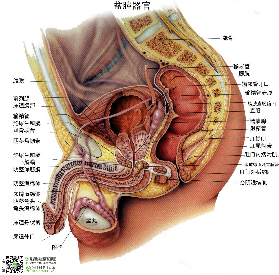 男性前列腺y`iyd